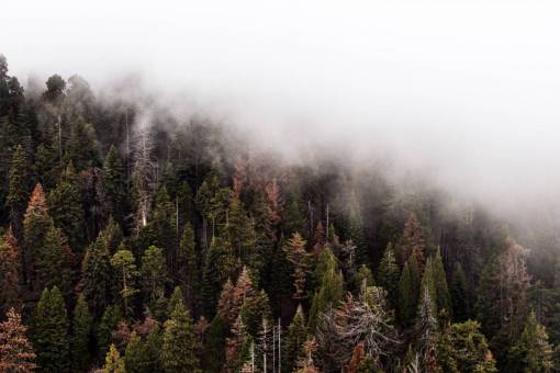 árvore verde planta natureza nevoeiro clima frio