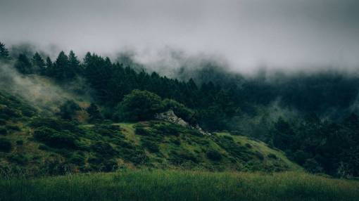 haze green  trees  forest  nature  oudoors  fog  smoke