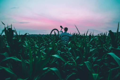 bicicleta chico gente bicicleta bicicleta plantas verdes campo
