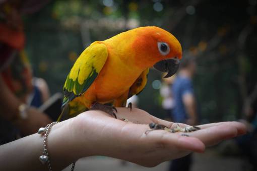 pulsera pulsera de mano pájaro loro animal mascota