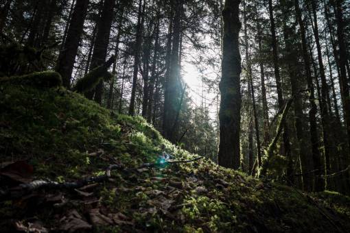tierras altas Highland verde hierba naturaleza bosque árboles luz del sol