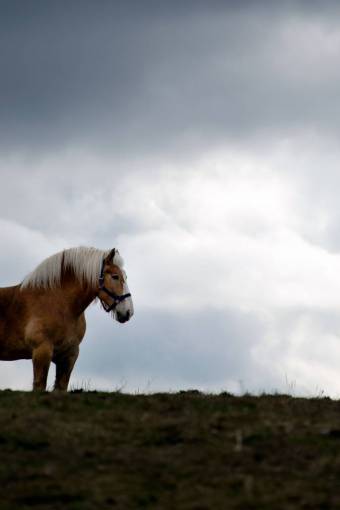 stormy-weather horse  pasture  clouds  sky  equine  peaceful  grass