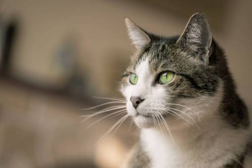 companion house  cat  eyes  animal  fur  whiskers  portrait