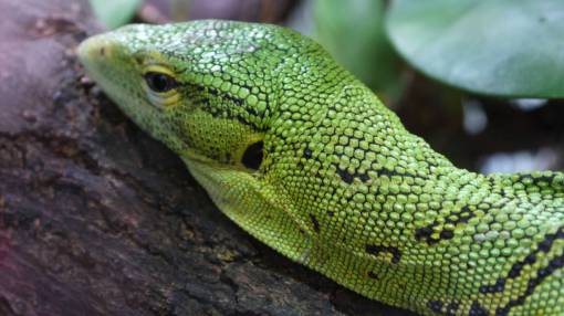 lizard iguana  lizard  wood  branch  green  leaf  reptiles