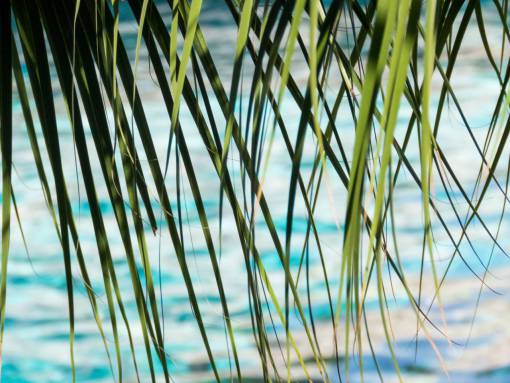 hojas tropicales deja océano mar agua tropical