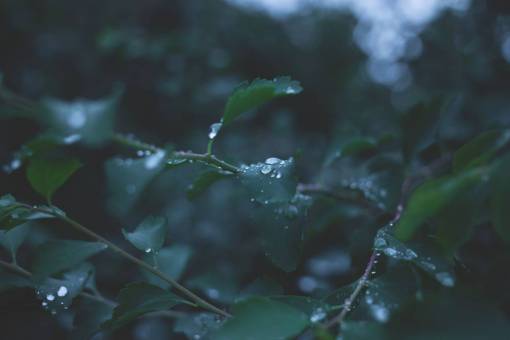 rainy leaves  plants  raining  wet  dew  nature  forest