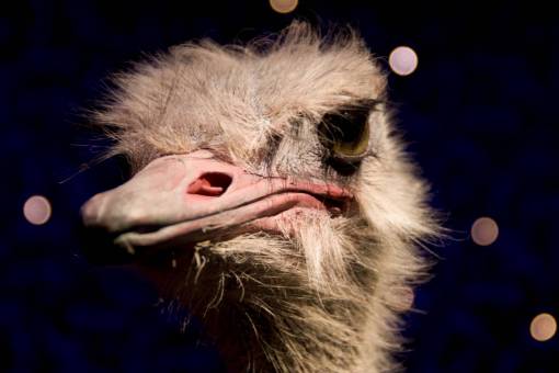 aves avestruz pájaro animal pico pelo ojos
