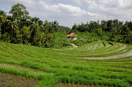 rice paddy field  rice  green  trees  tropical  agriculture  nature