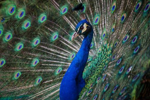 pavo real pavo real azul pluma pájaro animal zoológico