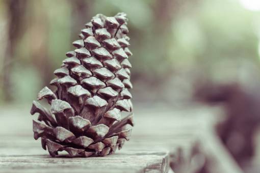 coniferous pinecone  conifer  reproduction  pollen  woody
