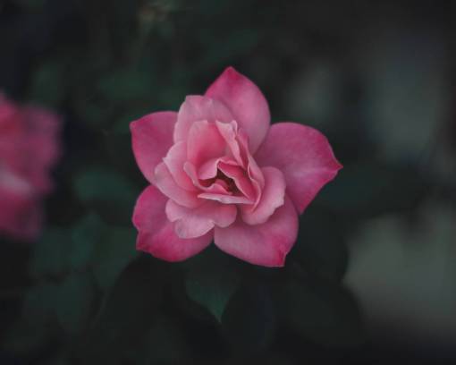 pink  flower  bloom  petal  leaf  plant  nature