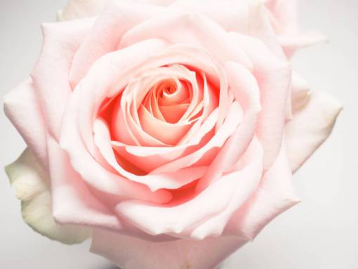 pink  white  rose  flower  fauna  petals  close up