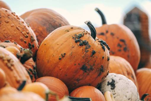 pump pumpkin  color  orange  squash  vegetable  halloween
