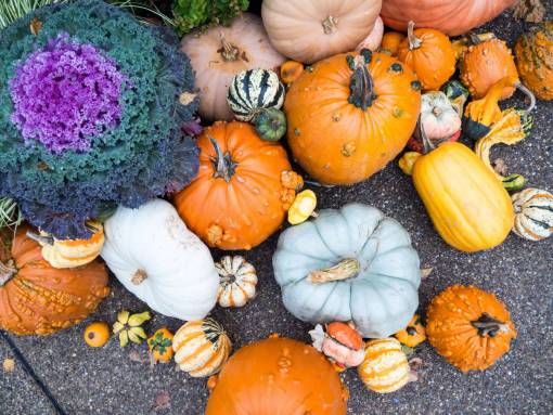 suelo calabazas otoño otoño suelo pavimento plantas