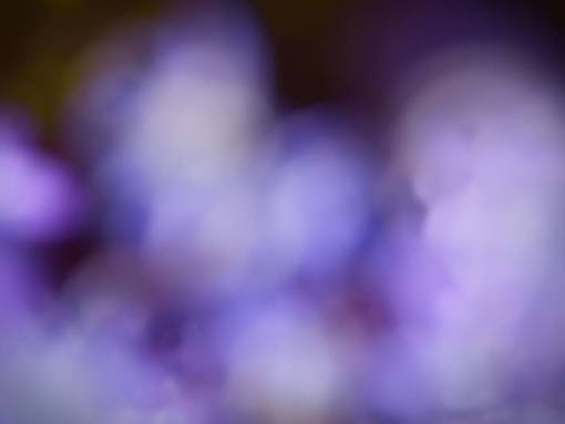 soft-colors purple  abstract  background  soft  focus  light  art