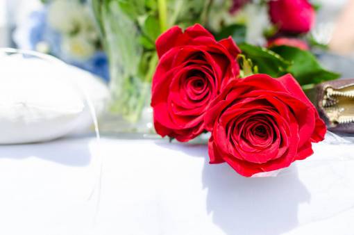 rose  petals  red  bloom  garden  field  flowers
