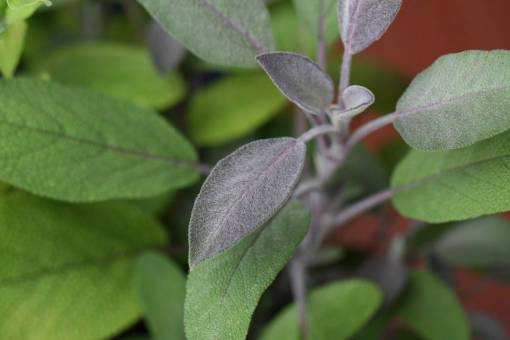 hierba jardin hojas de salvia hoja botánica cerrar detalle hierba