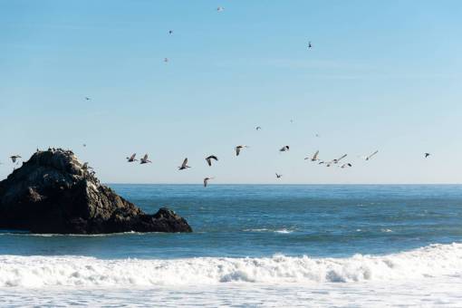volador san francisco océano playa azul pacífico pájaros pelícanos