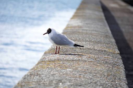 gaviota gaviota paloma paloma pájaro animal baywalk orilla del mar
