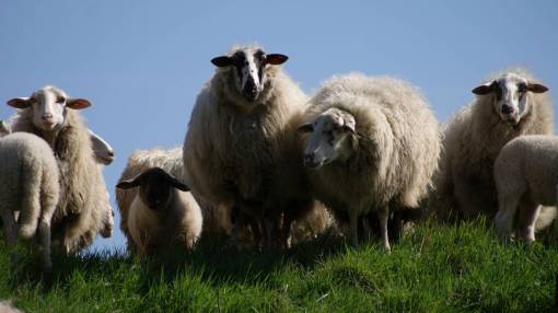 sheep sheep  animals  grass  field  farm
