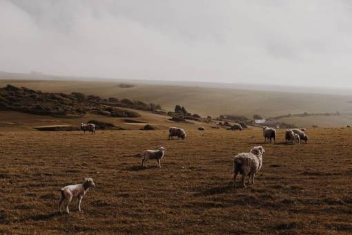 sheep sheep  lamb  ram  pet  animal  herd  green