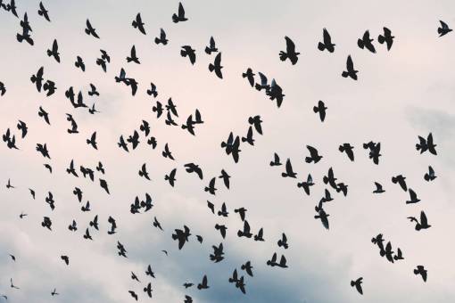 aves cielo nubes naturaleza aves volador animal