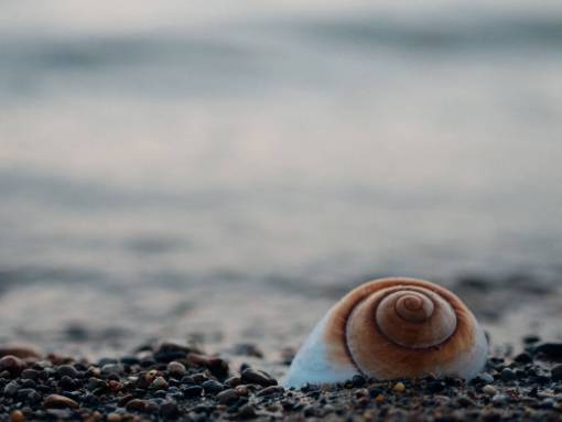 shell snail  shell  rocks  beach  shore  nature  water
