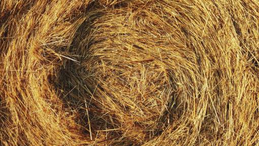 rice straw  grain  rice  field  crops  yellow  strand
