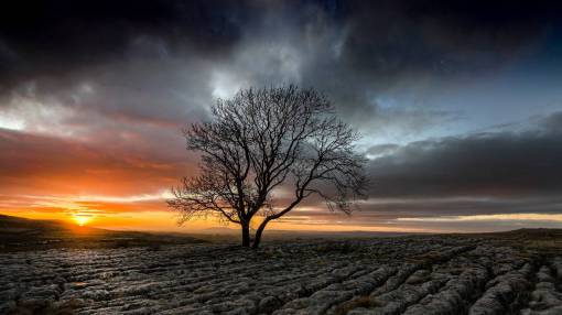 sunset  silhouette  tree  plant  field  farm  dark
