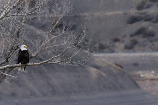 tree  branch  plant  nature  snow  winter  eagle