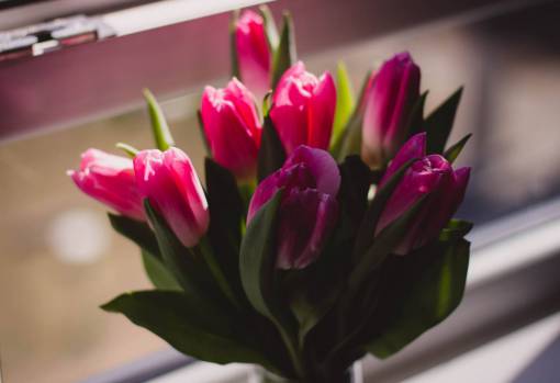 tulip tulip  pink  petal  flower  plant  vase  blur
