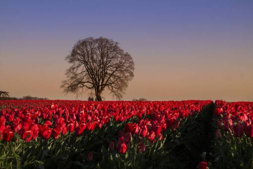 tulipanes campo naturaleza árbol flores floración puesta de sol