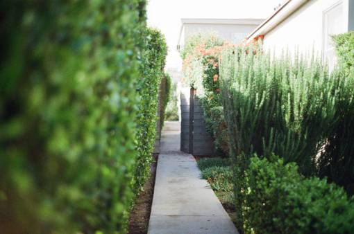 walkway  stones  garden  green  plants  flowers  bushes
