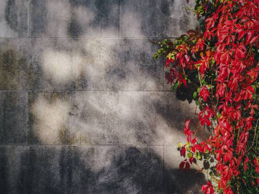 vineyard wall  red  flower  vineyard  nature  outdoor  plant
