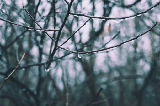 tronco de arbol gotas de agua lluvia árboles tronco bosque bosques