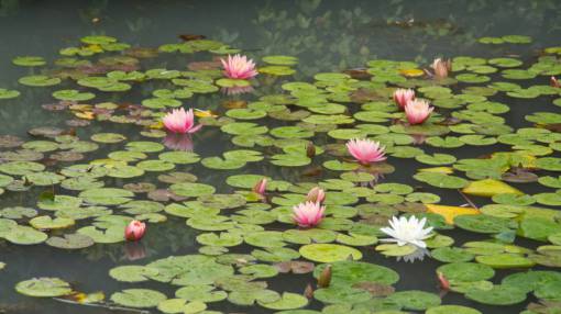 zen water  lotus  pond  calm  garden  nature  plant