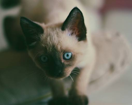 kitten white  cat  pet  animal  kitten  blue  eyes
