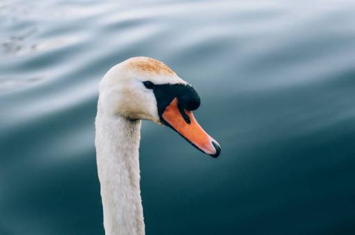 white  duck  swan  bird  animal  neck  beak