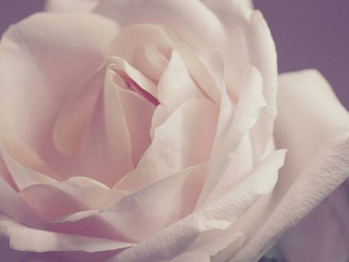white  rose  close up  flower  fauna
