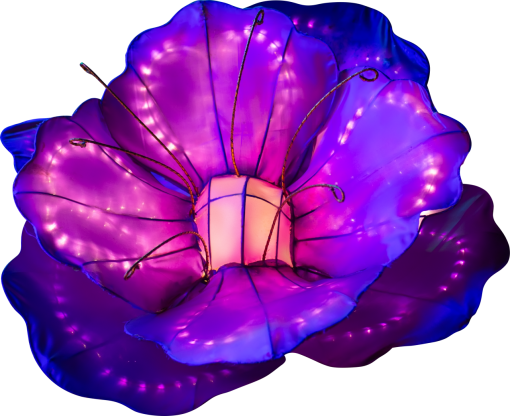 lantern  backgrounds animal nature blue multi colored