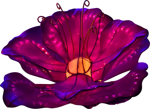 lantern  backgrounds nature leaf plant flower close-up multi colored