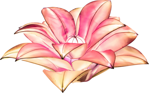 lantern  plant leaf flower head beauty in nature flower close-up nature