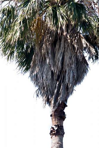 fronds alm tree isolated on white background