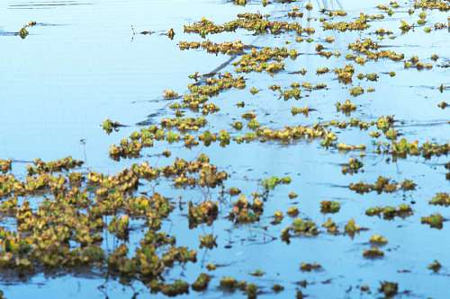 pond Aquactic plants in the coast of Parana River in Entre Rios