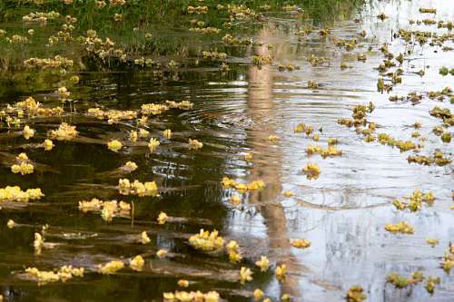 pond Aquactic plants in the coast of Parana River in Entre Rios