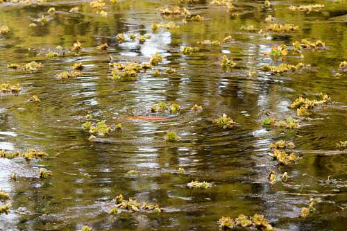 pond Aquactic plants in the coast of Parana River