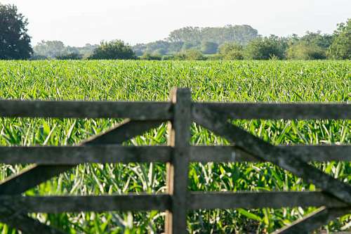 farmland Beautiful corn plantation field