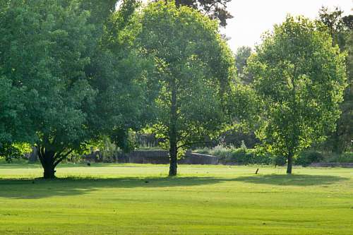 oak Beautiful golf course 