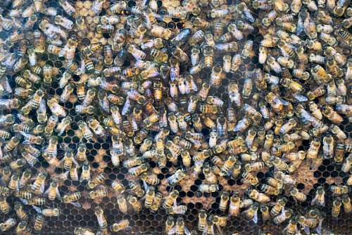 joy Bee hive detail