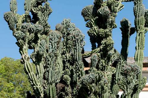 Big cactus plant in the entrance of a house